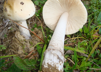 Riesen-Scheidenstreifling (Amanita ceciliae) - © Bernard Wieser